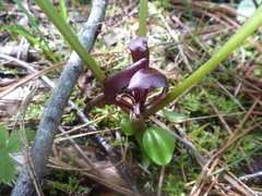 Trillium petiolatum