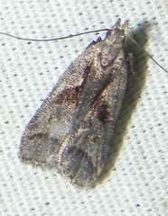 Dichomeris bilobella
