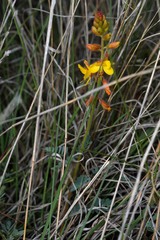 Hoffmannseggia oxycarpa