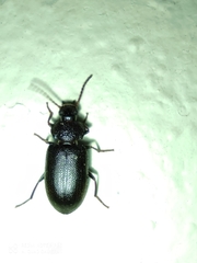 Anaedus