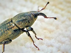 Sphenophorus venatus