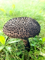 Strobilomyces strobilaceus