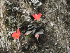 Cattleya coccinea