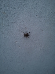 Pholidoptera griseoaptera