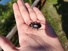 Carabus germarii