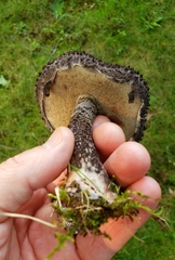 Strobilomyces strobilaceus