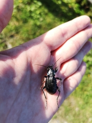 Carabus germarii