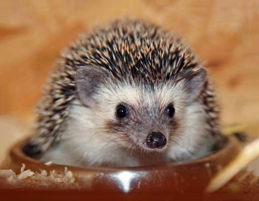 Somali Hedgehog