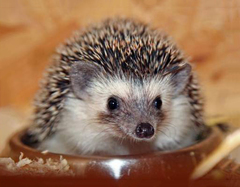 Somali Hedgehog photo 1