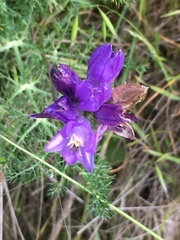 Dipterostemon capitatus