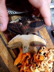 Strobilomyces strobilaceus