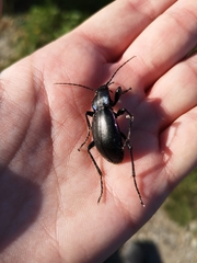 Carabus germarii