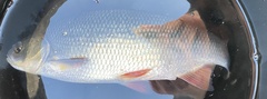 Leuciscus idus