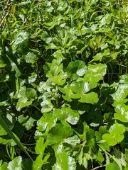 Hydrocotyle ranunculoides