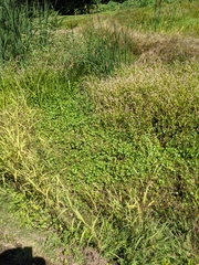 Hydrocotyle ranunculoides