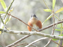 Microspingus lateralis