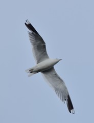 Larus canus