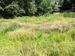 Hydrocotyle ranunculoides