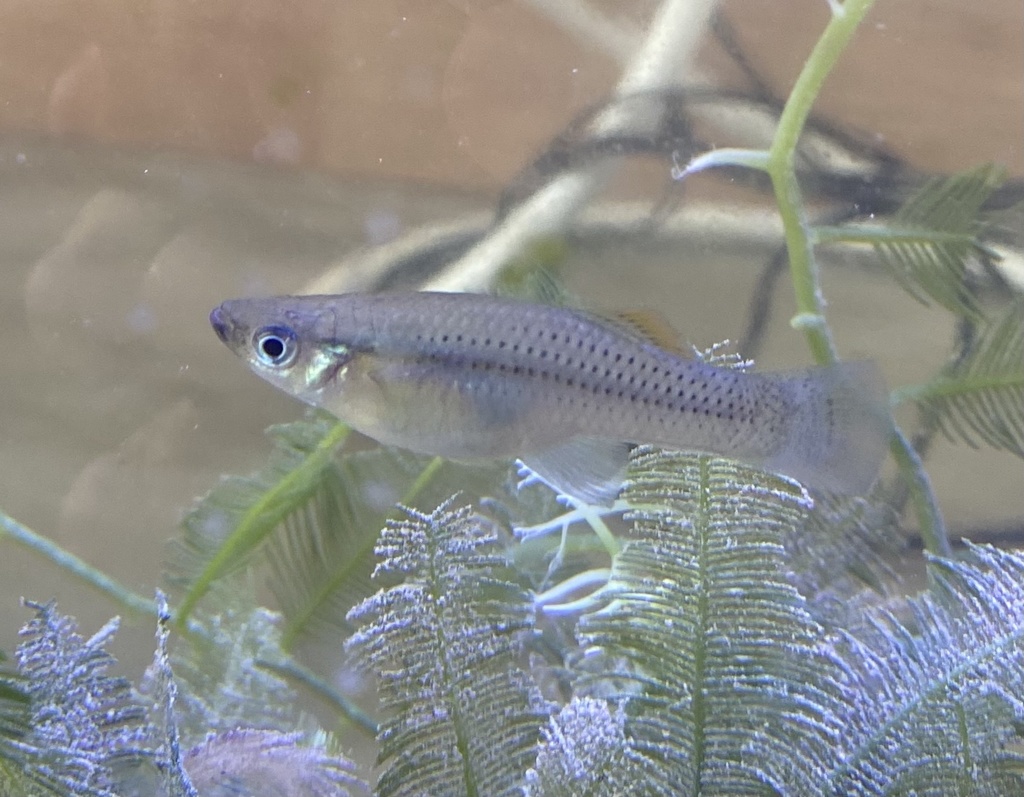 Mangrove gambusia (Gambusia rhizophorae) — Poeciliidae