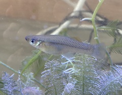 Gambusia rhizophorae