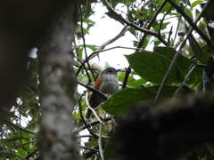 Dysithamnus xanthopterus