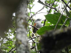 Dysithamnus xanthopterus