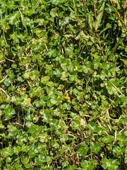 Hydrocotyle ranunculoides