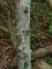 Byssocorticium atrovirens