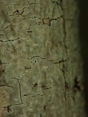 Byssocorticium atrovirens
