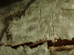 Byssocorticium atrovirens