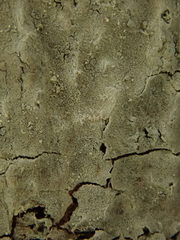 Byssocorticium atrovirens
