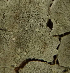 Byssocorticium atrovirens