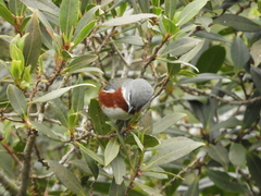 Castanozoster thoracicus