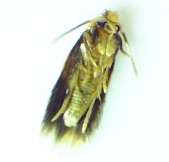 Stigmella nigriverticella