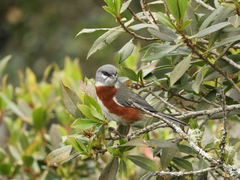 Castanozoster thoracicus