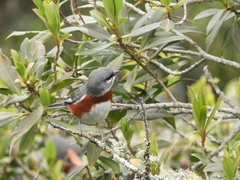 Castanozoster thoracicus