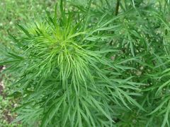 Artemisia