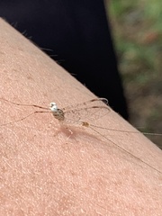 Maccaffertium modestum