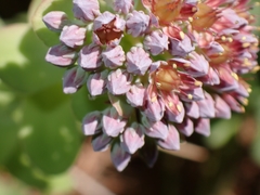 Hylotelephium anacampseros