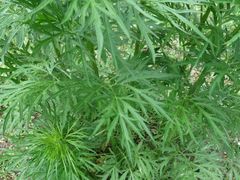 Artemisia