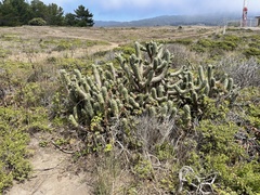 Austrocylindropuntia