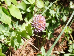 Hylotelephium anacampseros