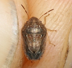 Neottiglossa bifida