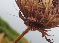 Rhynocoris erythropus