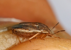 Neottiglossa bifida