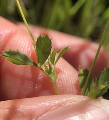 Trifolium oliganthum