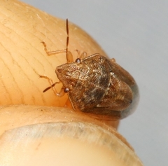 Neottiglossa bifida