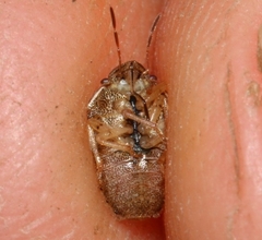 Neottiglossa bifida
