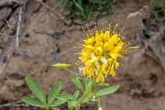 Cleomella lutea