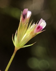 Trifolium oliganthum